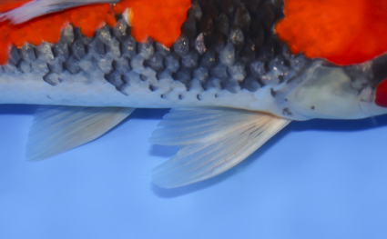 Goshiki – koi #x0319a009 - Image 2