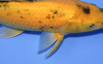 Ki Utsuri – koi #x0319a010 - Image 2