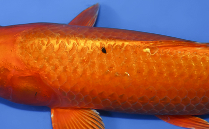 Orange Ogon – koi #x0319a014 - Image 2
