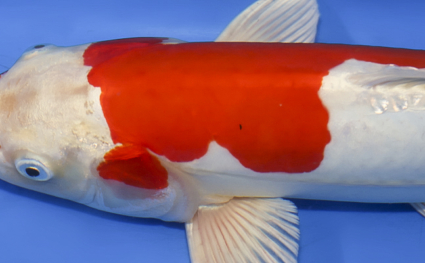 Kikusui – koi #x0319a016 - Image 2