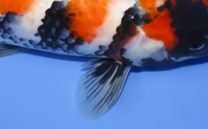 Showa – koi #x0319a020 - Image 2