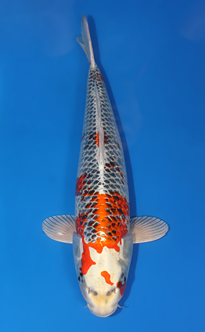 Kujyaku - koi #x0320s010 - Omosako Koi Farm