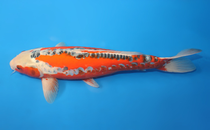 Shusui – koi #x0320s014 - Image 2