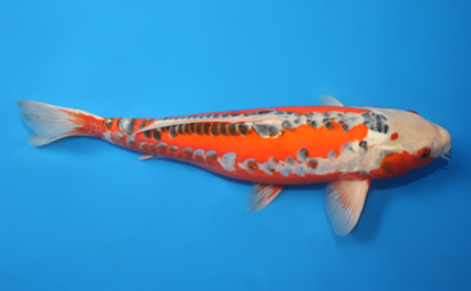 Shusui – koi #x0320s014 - Image 3