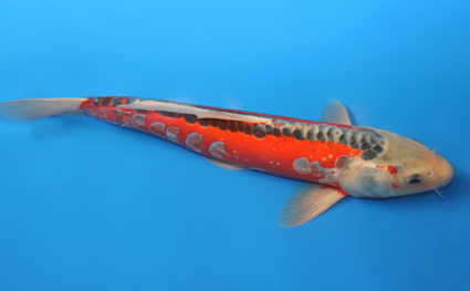 Shusui – koi #x0320s019 - Image 3