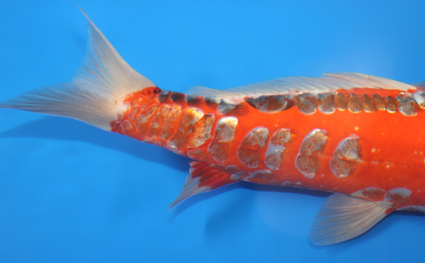 Shusui – koi #x0320s019 - Image 4