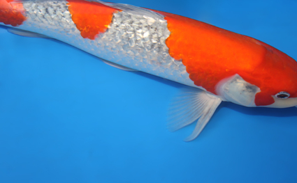 Ginrin Goshiki – koi #x0320s024 - Image 2