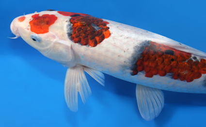 Aigoromo – koi #x0320s027 - Image 2