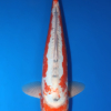 Shusui – koi #x0321m028