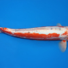 Shusui – koi #x0321m028 - Image 3