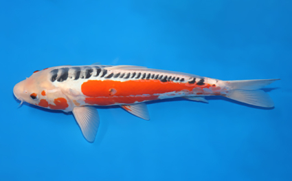 Shusui – koi #x0321m030 - Image 2