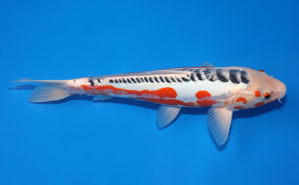Shusui – koi #x0321m030 - Image 3