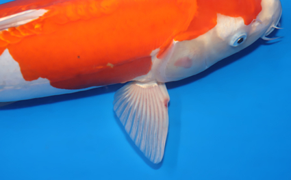Kikusui – koi #x0321m035 - Image 2
