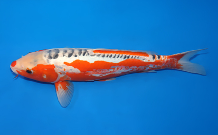 Shusui – koi #x0321m042 - Image 2