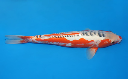 Shusui – koi #x0321m042 - Image 3