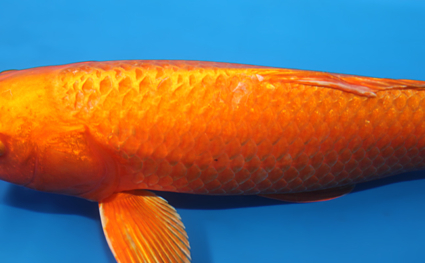 Orange Ogon – koi #x0324a009 - Image 2