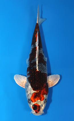 x0327a Archives - Kodama Koi Farm