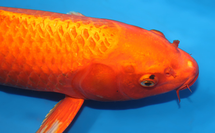 Orange Ogon – koi #x0327a008 - Image 2