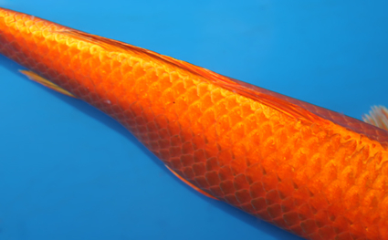 Orange Ogon – koi #x0327a008 - Image 3