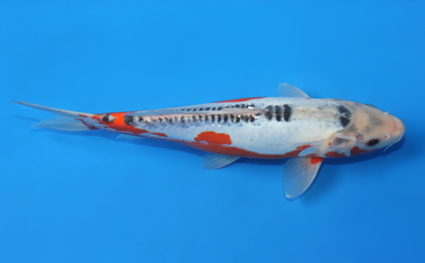 Shusui – koi #x0327a011 - Image 2
