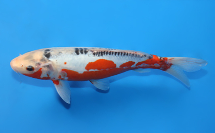Shusui – koi #x0327a011 - Image 3