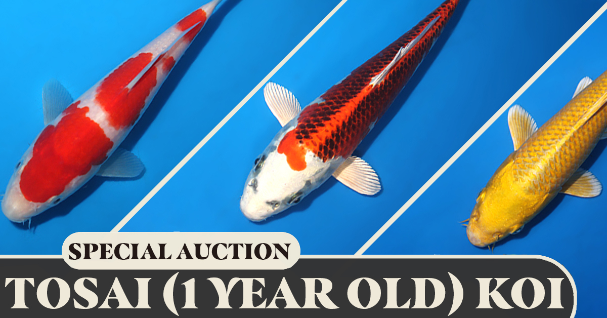 Tosai-Special-Auction-3-Banner