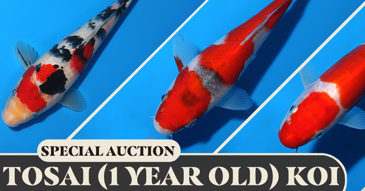 Tosai Special Auction No. 4 Banner