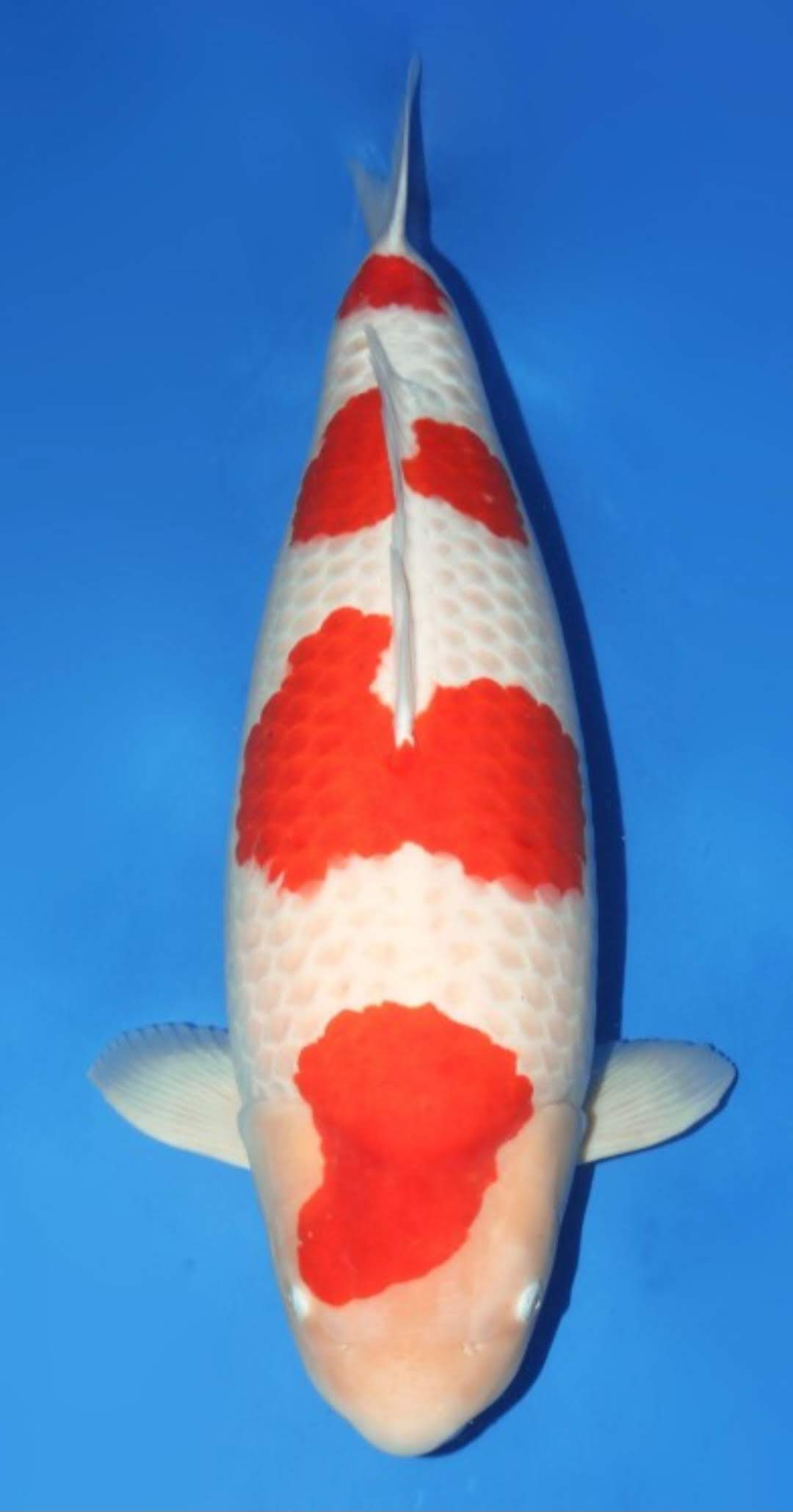 aaks-koi-winner