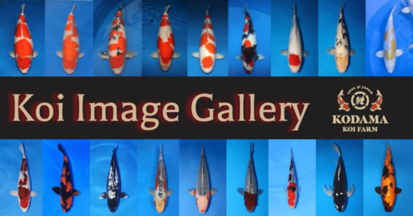 Koi Image Gallery: Stunning Koi Image from Kodama Koi Farm
