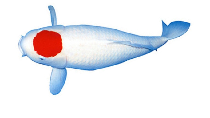 Koi Image Gallery: Stunning Koi Fish Images from Kodama Koi Farm
