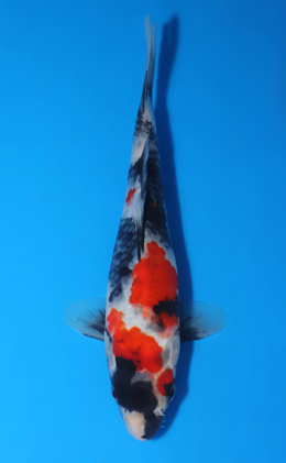 x0327a Archives - Kodama Koi Farm
