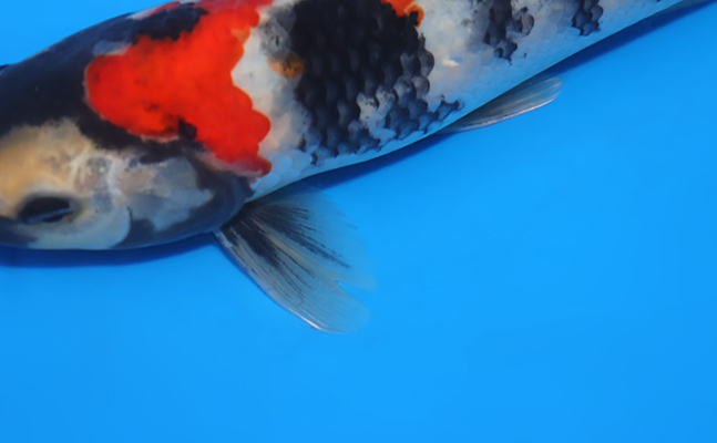 Showa - koi #x0326a021 - Dainichi Koi Farm