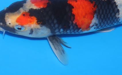Showa – koi #x0326a022 - Image 2