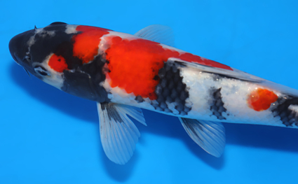 Showa – koi #x0326a023 - Image 2