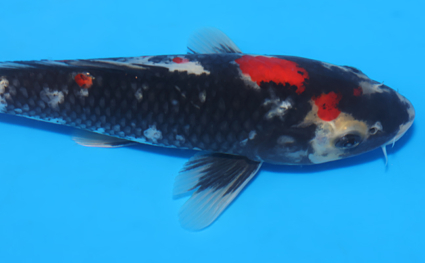 Showa – koi #x0326a025 - Image 2