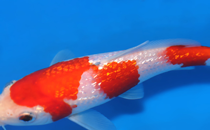 Ginrin Kohaku – koi #x0326a039 - Image 2