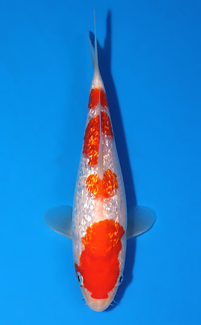 Ginrin Kohaku - koi #x0326a053 - Torazo Urakawa Koi Farm