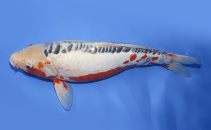 Shusui – koi #x0328m014 - Image 2