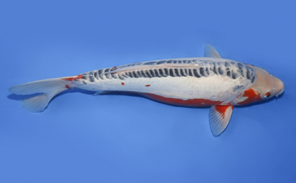 Shusui – koi #x0328m014 - Image 3