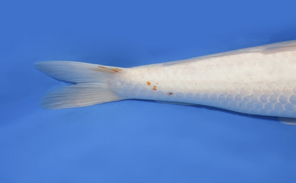 Tancho Kohaku – koi #x0328m037 - Image 2