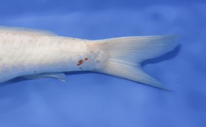 Tancho Kohaku – koi #x0328m037 - Image 3