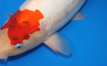 Doitsu Showa – koi #x0331m004 - Image 2