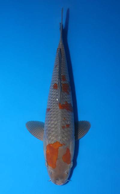 Goshiki - koi #x0421s036