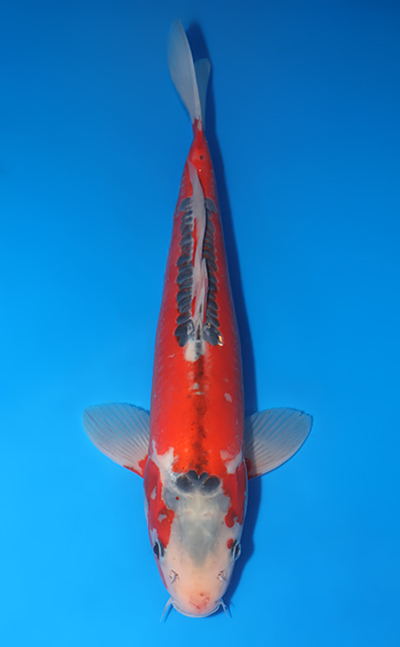 Chagoi - koi #x0408s029-re