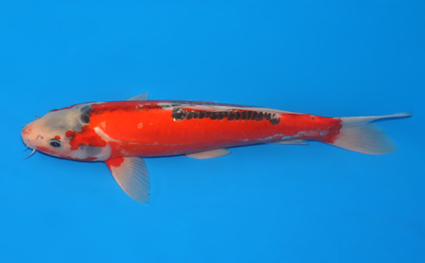 Shusui – koi #x0401a015 - Image 2