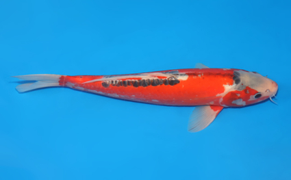 Shusui – koi #x0401a015 - Image 3