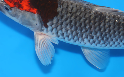Goshiki – koi #x0401a017 - Image 2