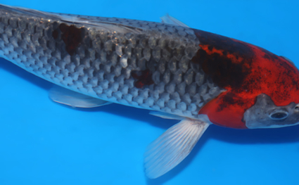 Goshiki – koi #x0401a017 - Image 3