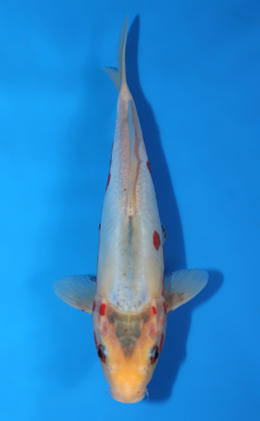 Shusui - koi #x0403a001-re