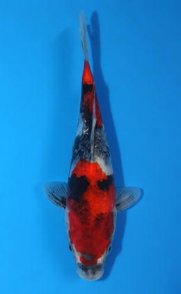 Showa - koi #x0403a002-re